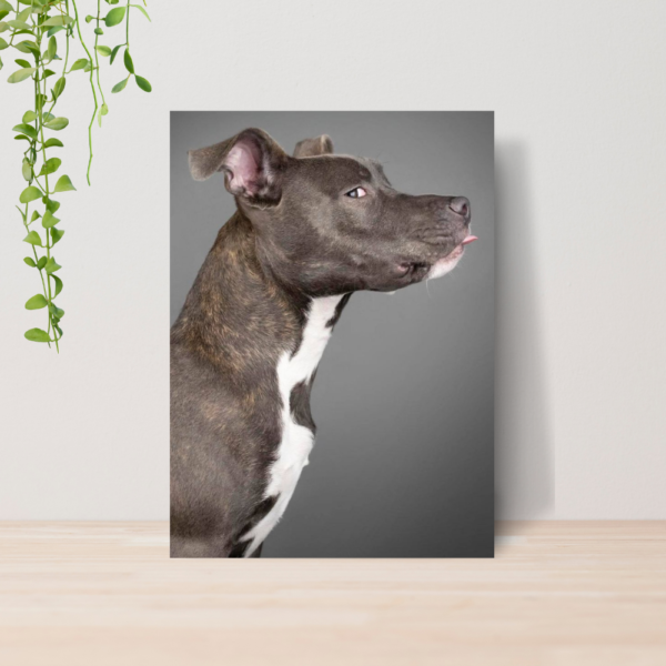 Quadro PetShop Banho e Tosa Animais A4 | Placa MDF 14