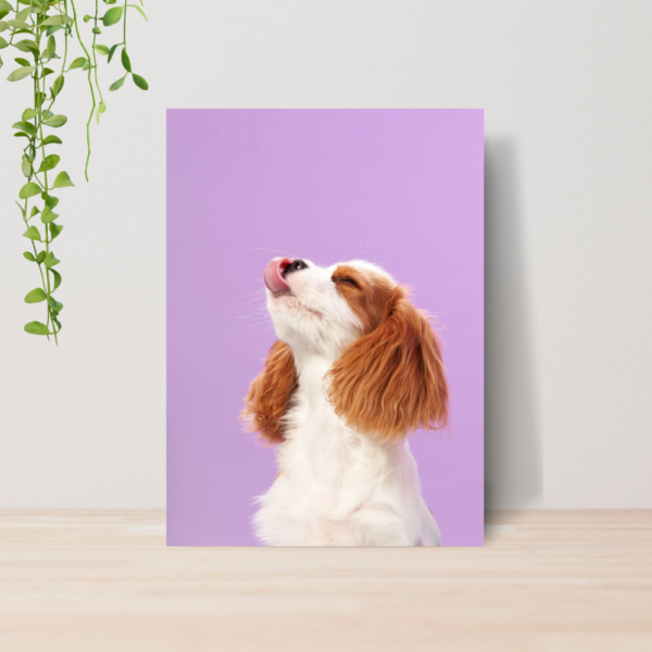 Quadro PetShop Banho e Tosa Animais A4 | Placa MDF 18